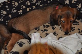 jamnik d�ugow�osy